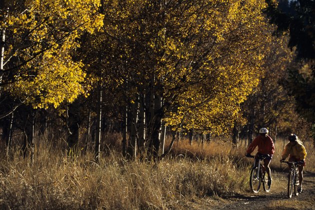 Two mountain bikers riding on trail in forest area