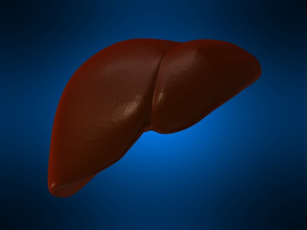 human liver
