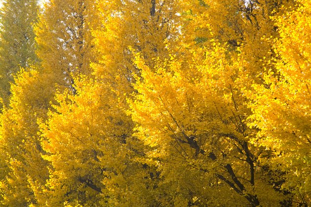 Gingko trees
