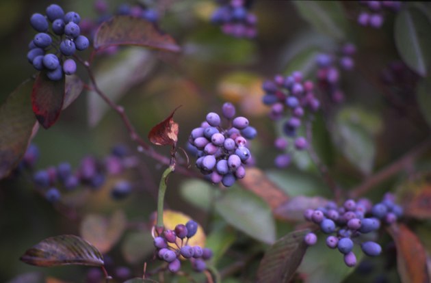 Close-up of blueberries