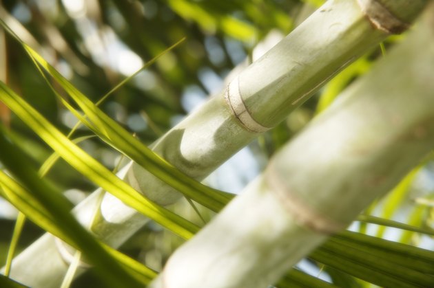 Close up of bamboo