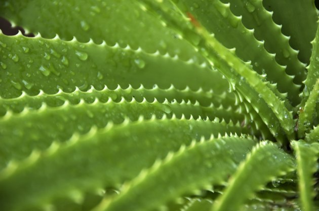 agaves