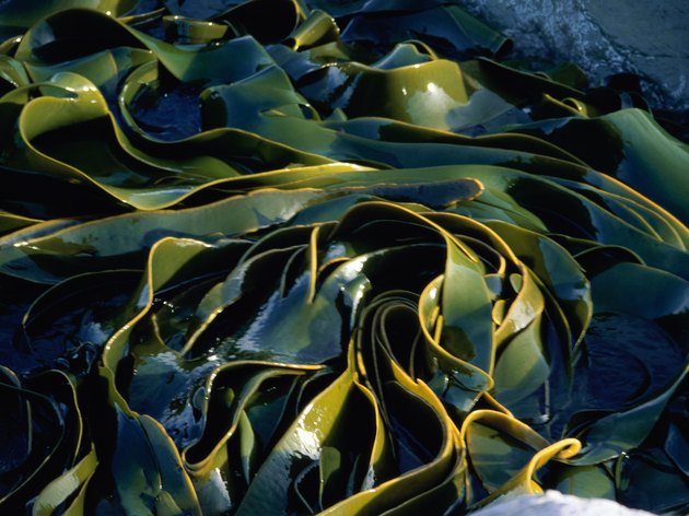 A close-up of kelp