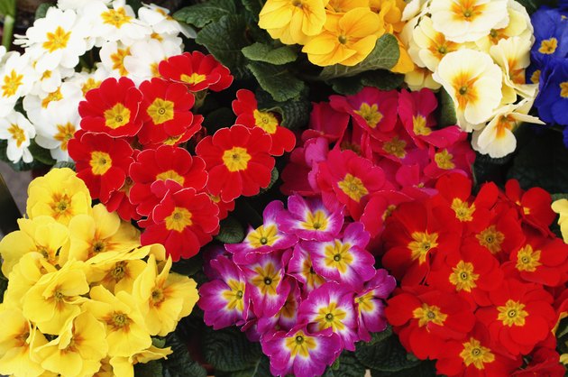 Overhead view of many colorful Primrose flowers (Primula acaulis)