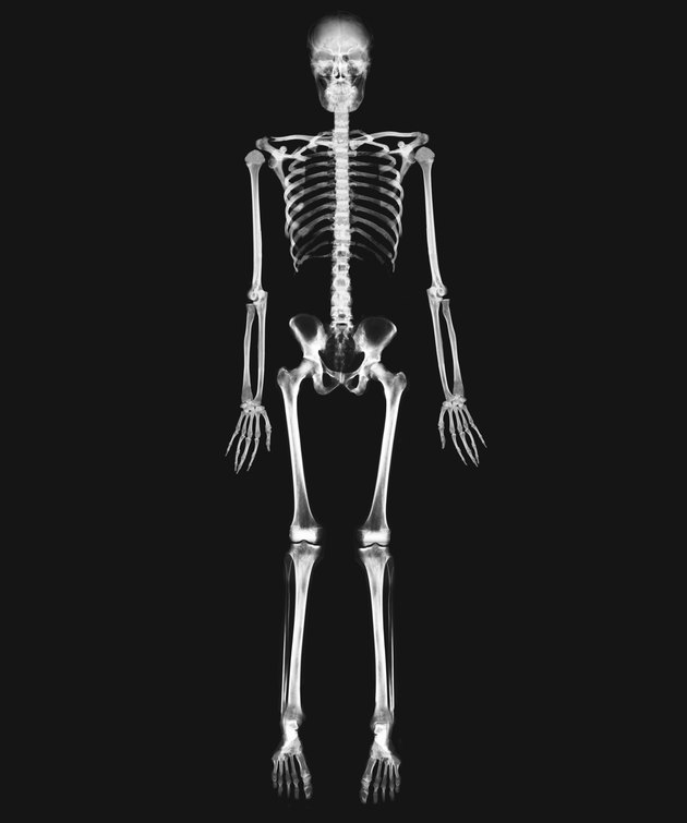 x-ray image of the full skeletal system of a person standing