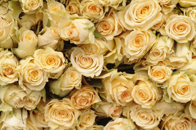 Overhead view of many yellow roses