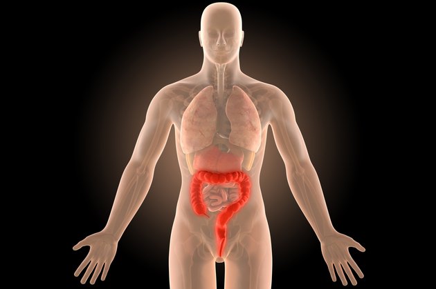 3d illustration human body crohn's colon infection with clipping path.