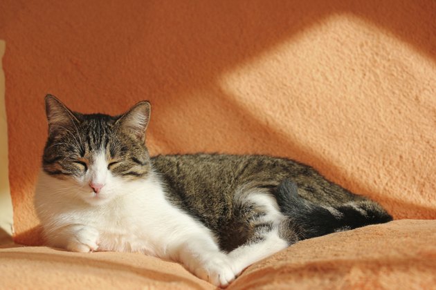 Katze schläft auf Sofa