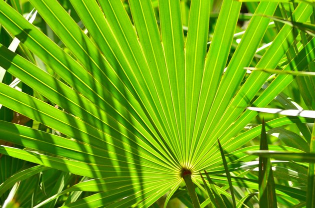 Frame filling shot of backlit palm frond