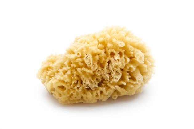 natural sea sponge isolated on white background