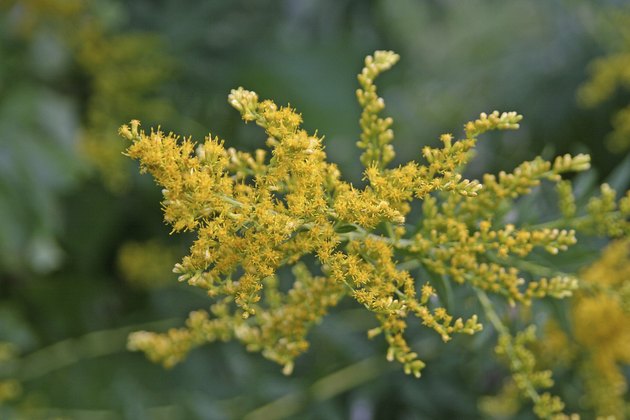 Ragweed Flowers Close Up