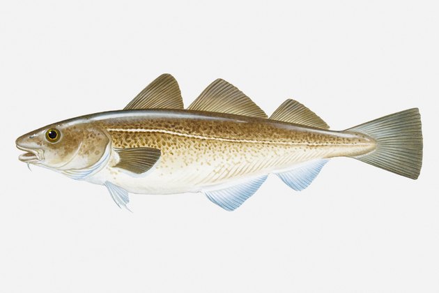 Illustration of Atlantic Cod (Gadus morhua) fish