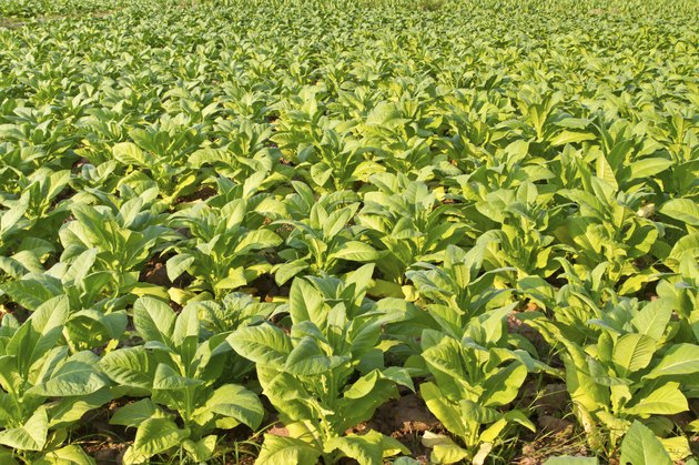 Tobacco plant farm