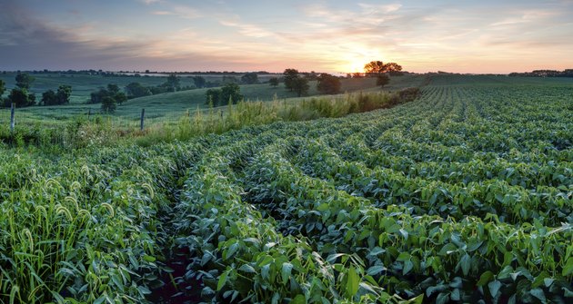 Soy Bean Sunrise