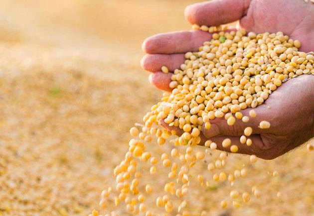 Ripe soya bean seed in hands of farmer