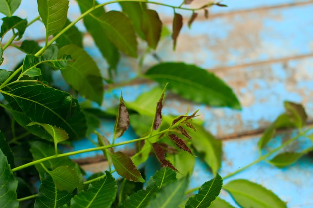 Nature fresh neem on old blue wooden
