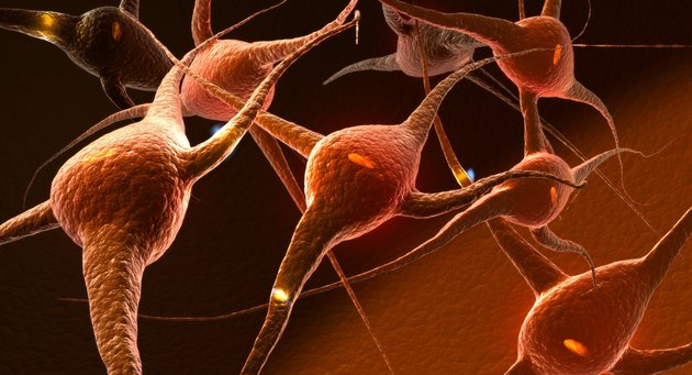 Neuron Impulses