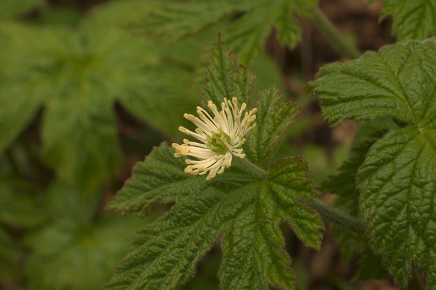 Goldenseal Flower and Leaves