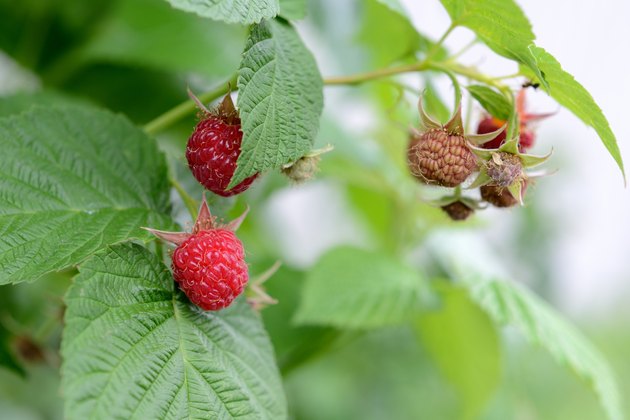 Raspberries