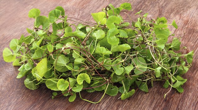 Medicinal thankuni leaves