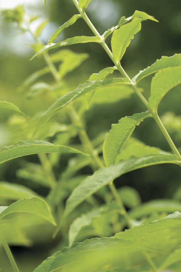 Spearmint
