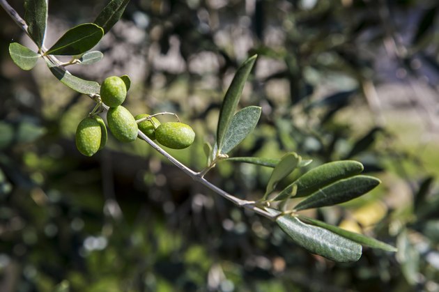 Olive harvest