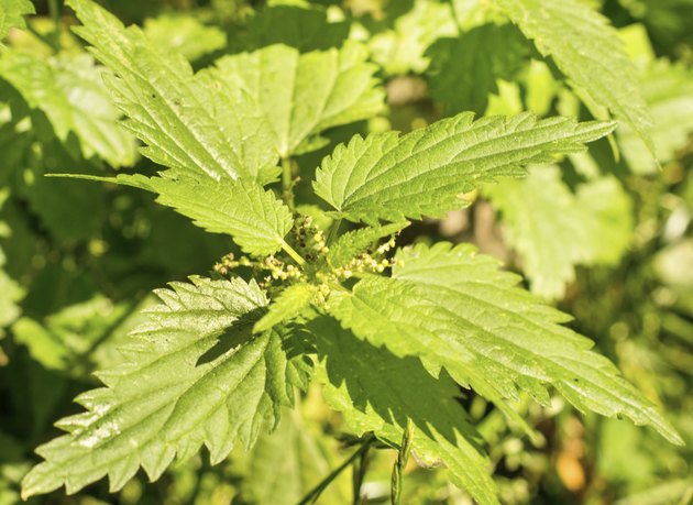 nettle