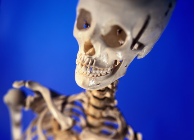 The human skeleton in a laboratory
