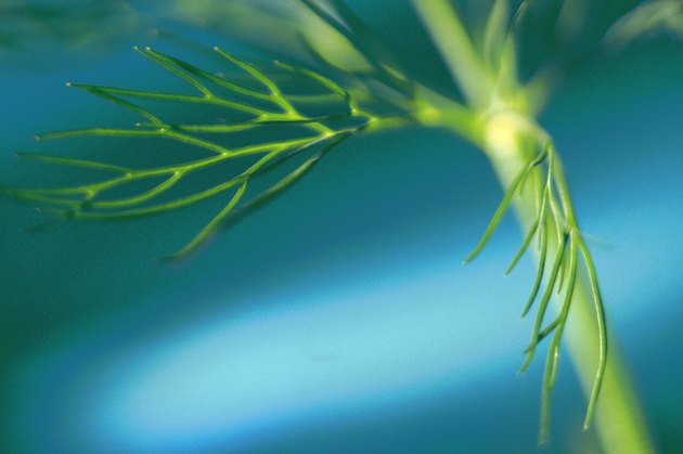 Close-up of dill