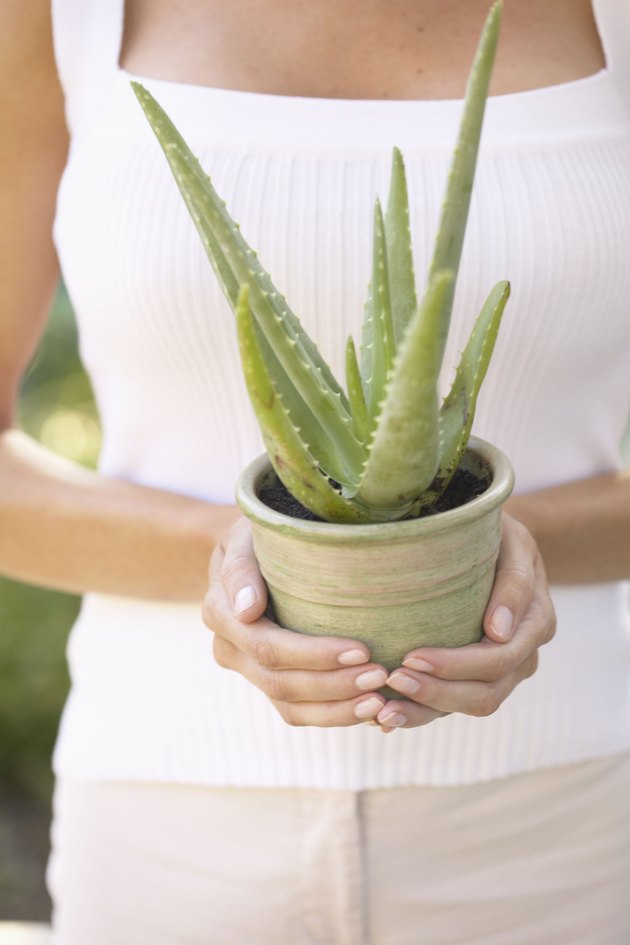 Aloe Vera for an Itchy Scalp