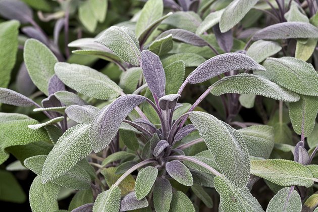 Salvia Officinalis'Purpurea'