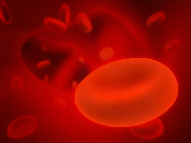 Erythrocytes