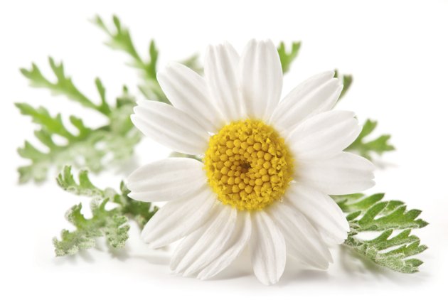 Macro shot of wild camomile over white.