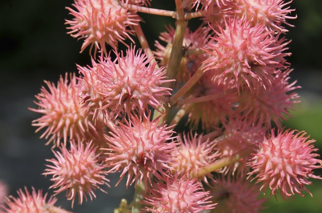 Pink ricin flowers