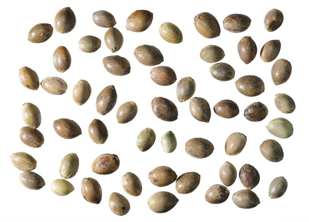 Hemp seeds