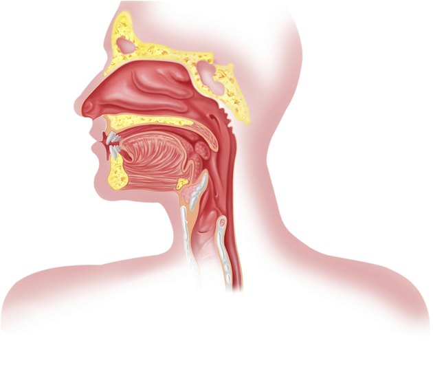 Human respiratory system cross section, head part