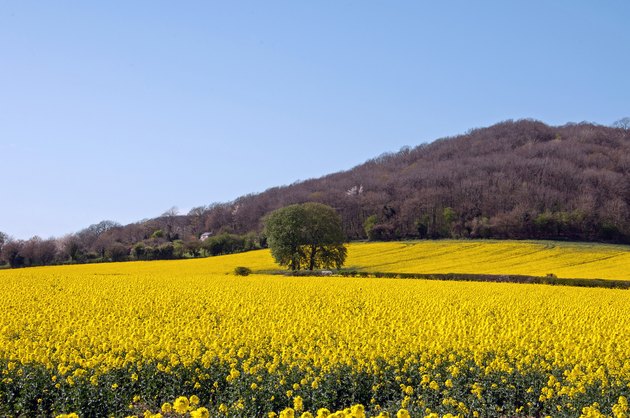 Canola Crops