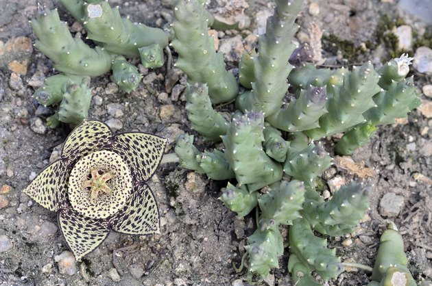 caralluma petrae