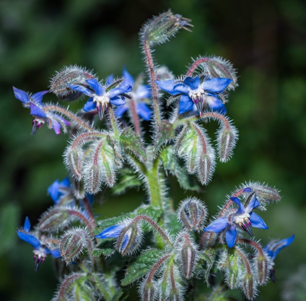 Borage herb plant in flower