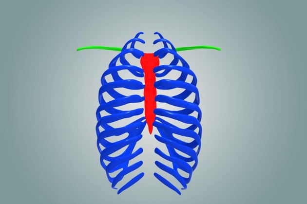 The ribcage is separated from the lower abdomen by the thoracic diaphragm which controls breathing. When the diaphragm contracts, the thoracic cavity is expanded, reducing intra-thoracic pressure and drawing air into the lungs.