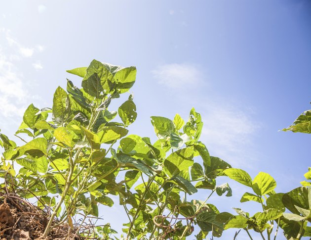 blooming soybean
