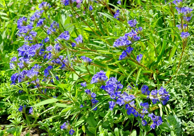 Gentian background