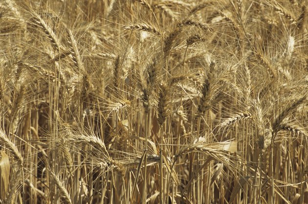 Golden wheat field, close-up