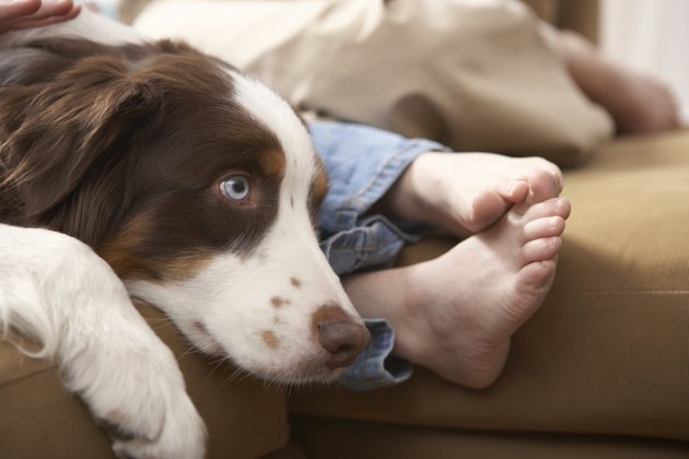 Dog relaxing on sofa with girl (8-10) and woman