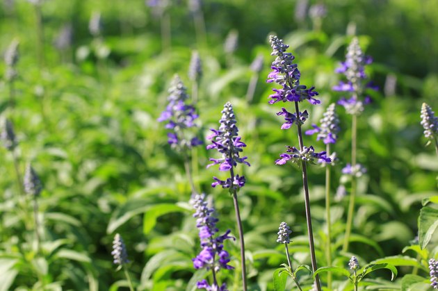 Flowers purple