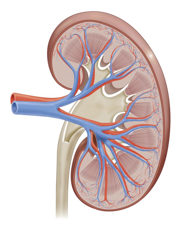 kidney