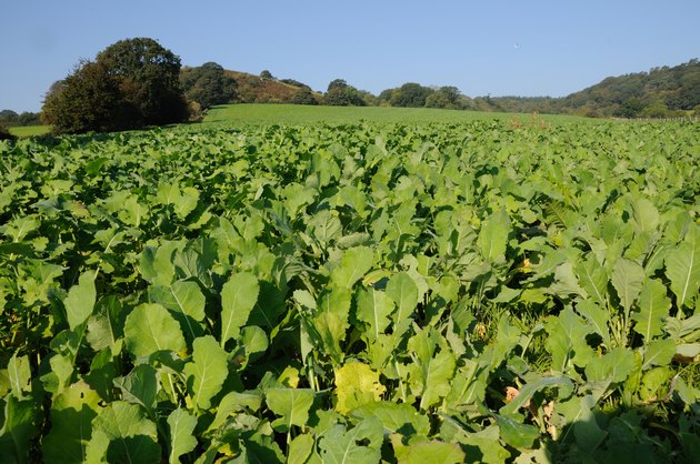 Kale crop
