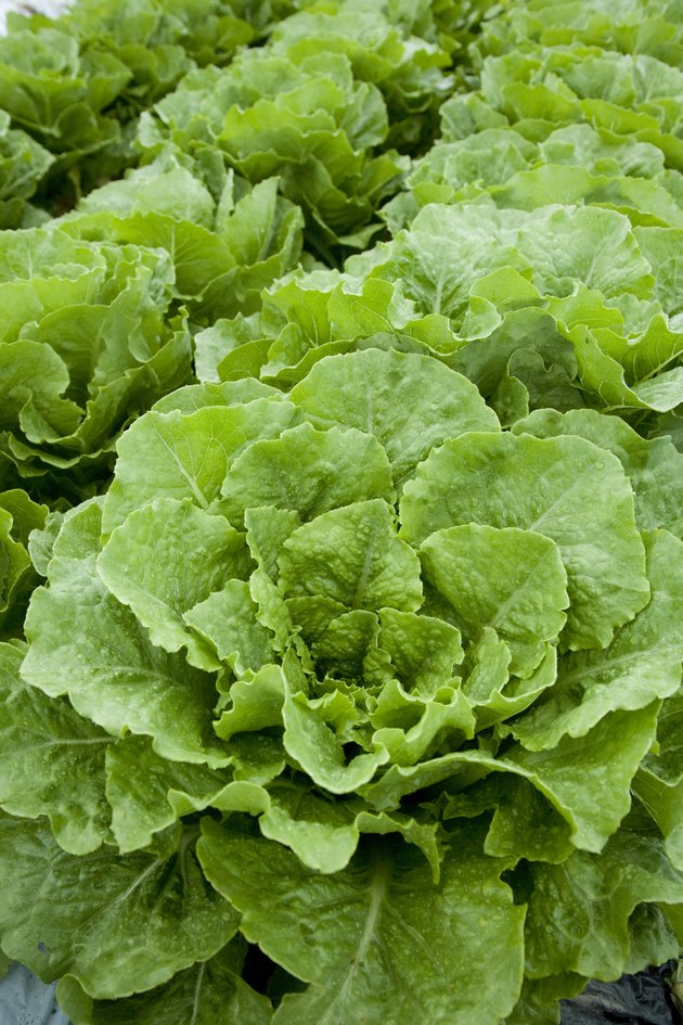 Lettuces, close up, full frame