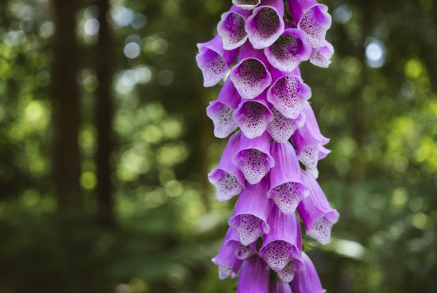 Purple Foxglove (digitalis purpurea) growing wild in woodland.