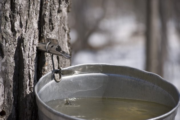 Sugar Maple sap dripping into a bucket